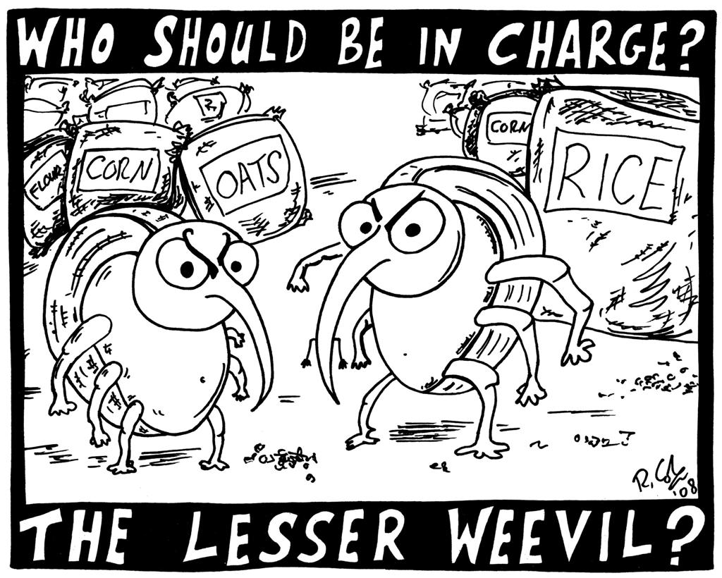 Lesser Weevil